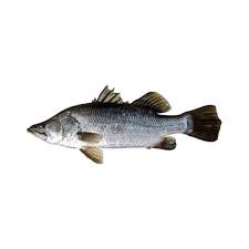 barramundi